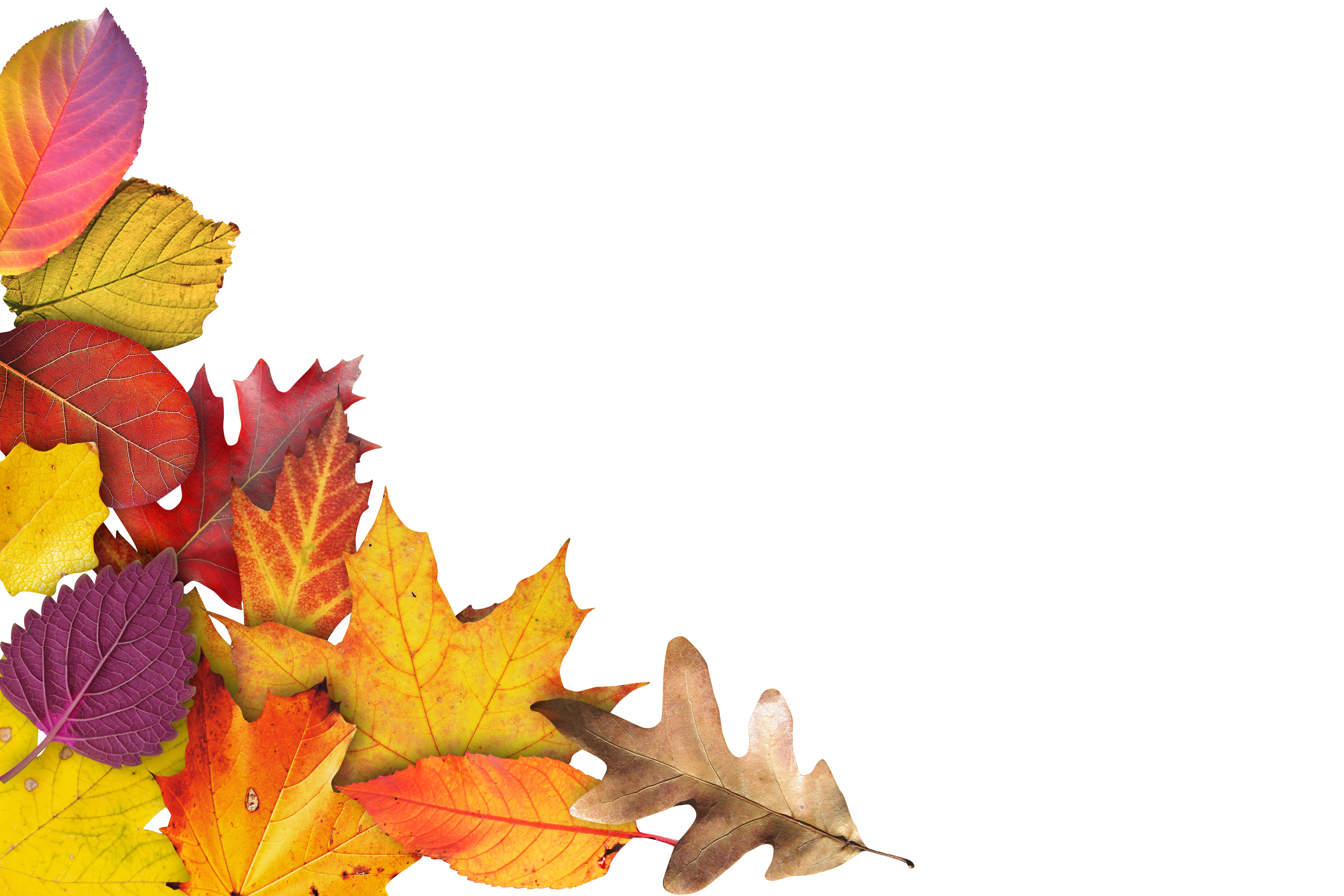 Autumn Leaves Black Background.jpg PNG with transparent background