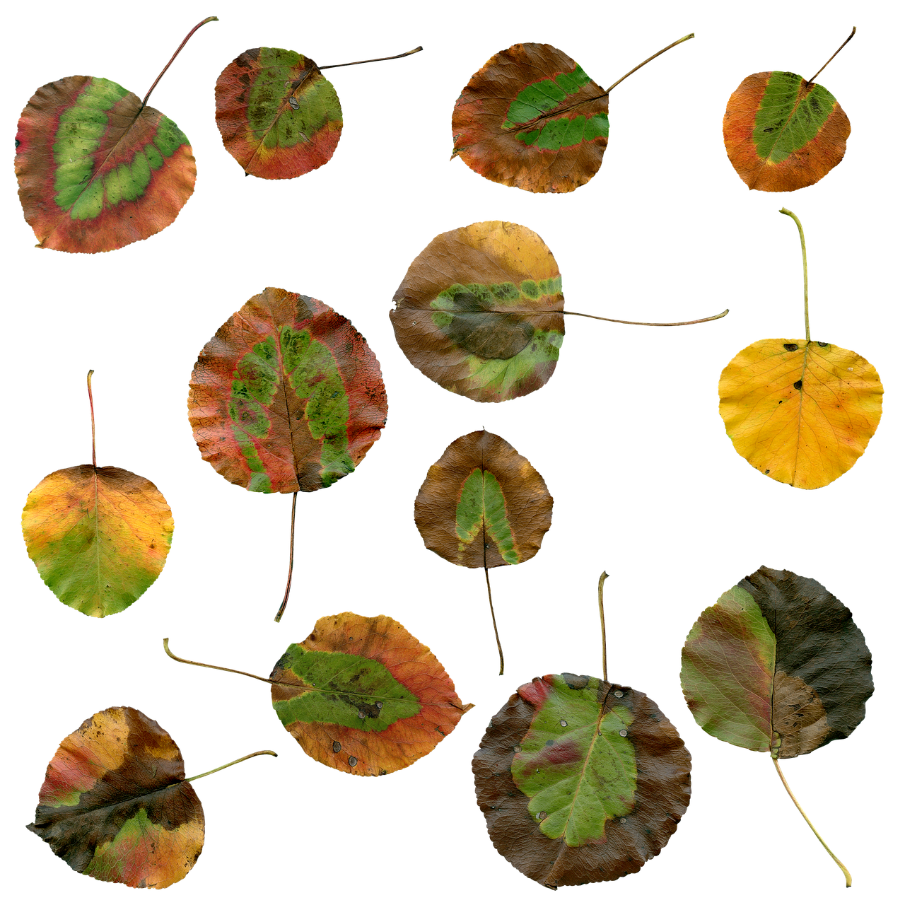 Autumn Leaves Collage PNG with transparent background
