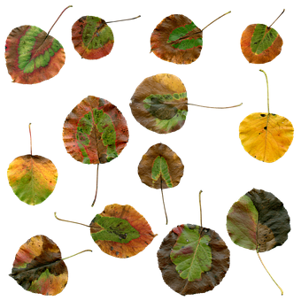 Autumn Leaves Collage PNG with transparent background
