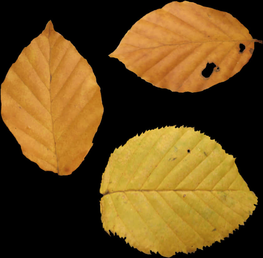 Autumn Png Leaf - Yellow Fall Leaf Png, Transparent Png PNG with transparent background