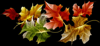 Autumn_ Leaves_ Collection.jpg PNG with transparent background