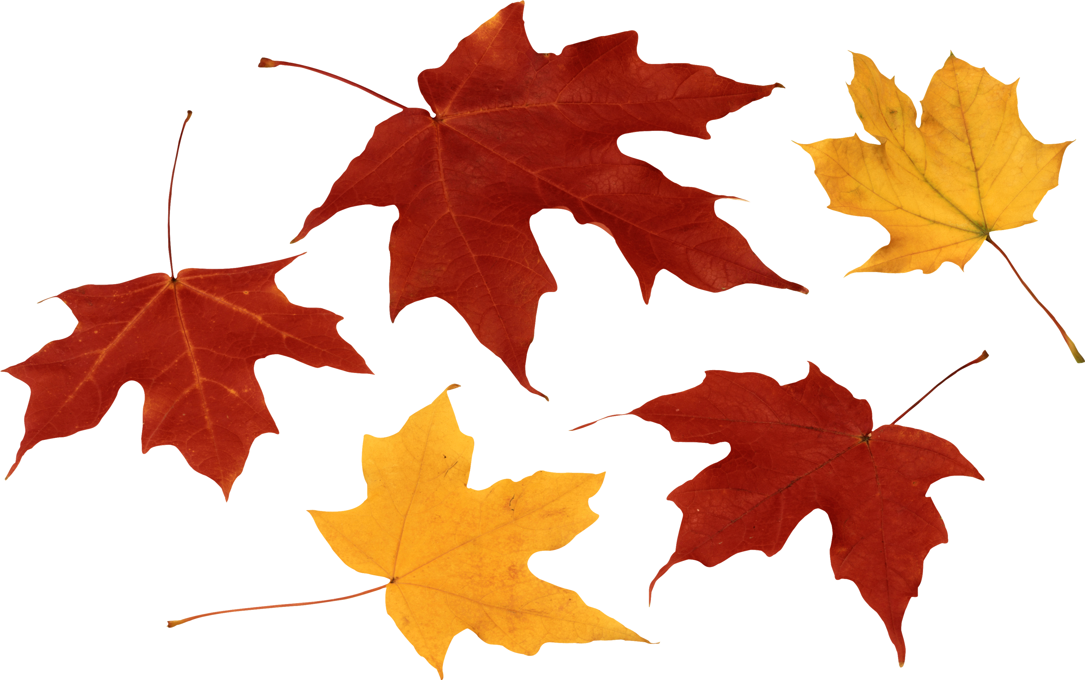 Autumn_ Leaves_ Collection.png