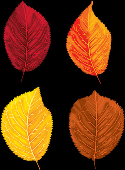 Autumn_ Leaves_ Collection_ Vector PNG with transparent background