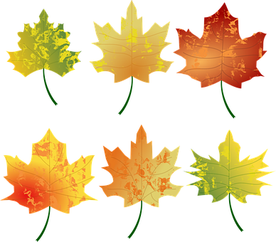 Autumn_ Leaves_ Collection_ Vector PNG with transparent background