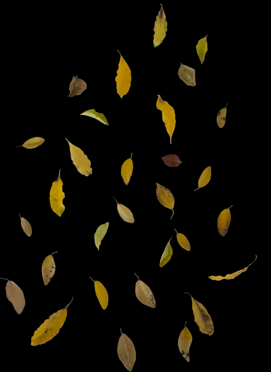 Autumn Leaves Falling Against Dark Background.jpg