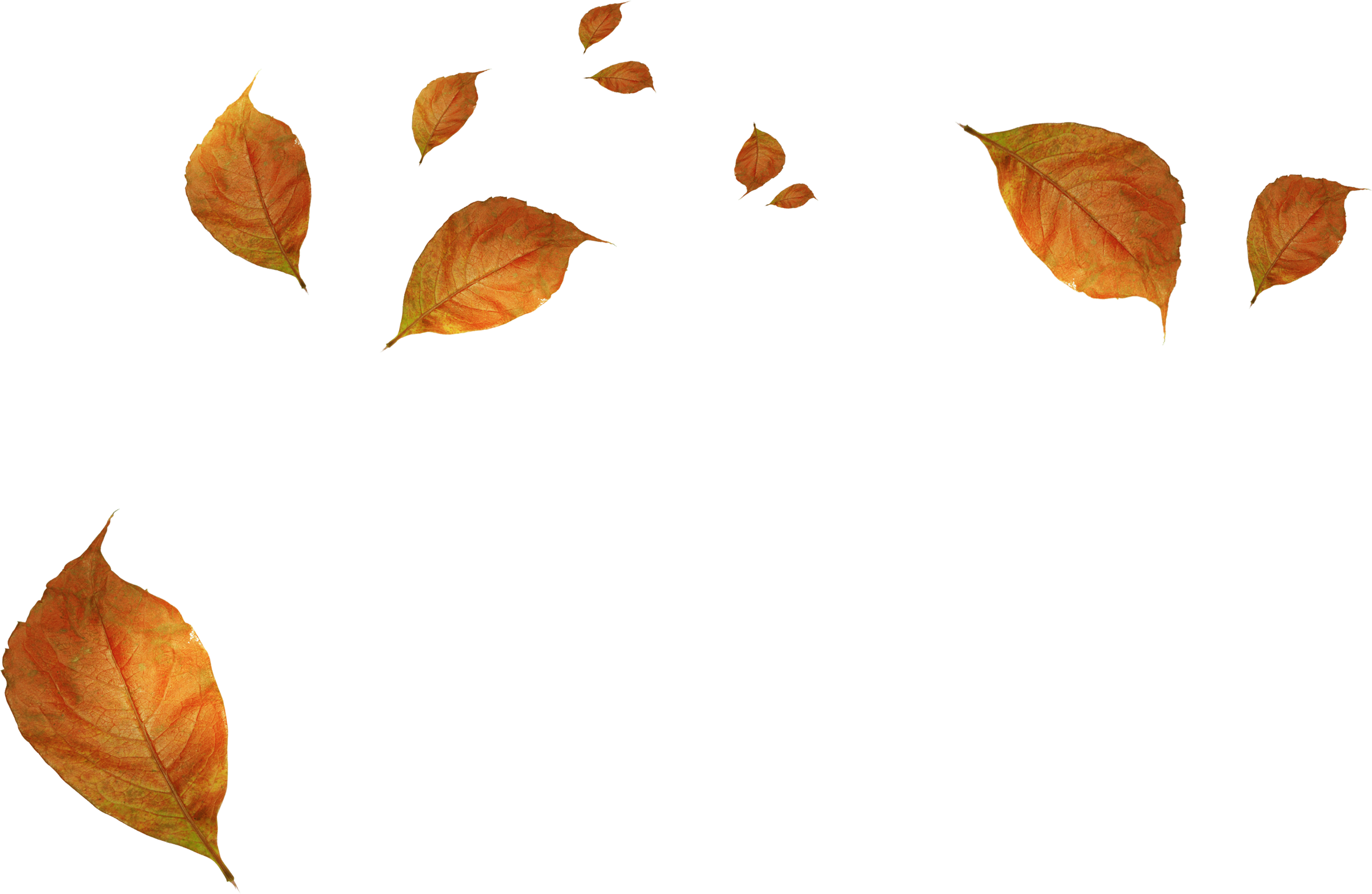 Autumn Leaves Falling Background