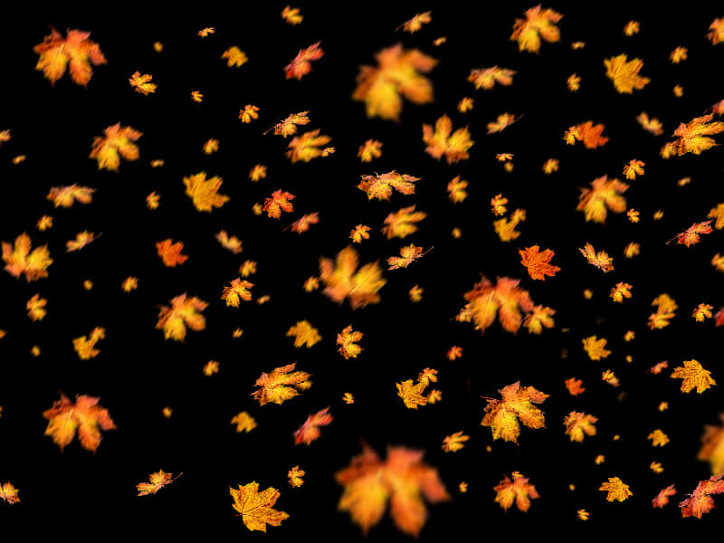 Autumn_ Leaves_ Falling_ Black_ Background.jpg PNG with transparent background