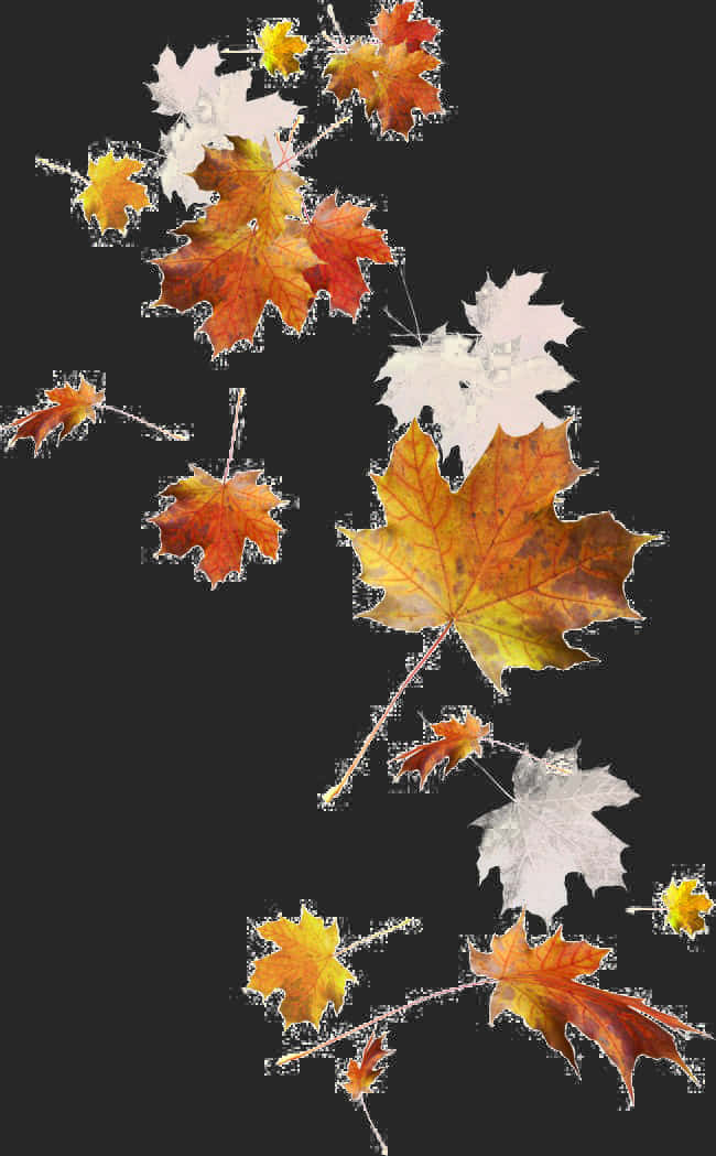 Autumn Leaves Falling Dark Background PNG with transparent background