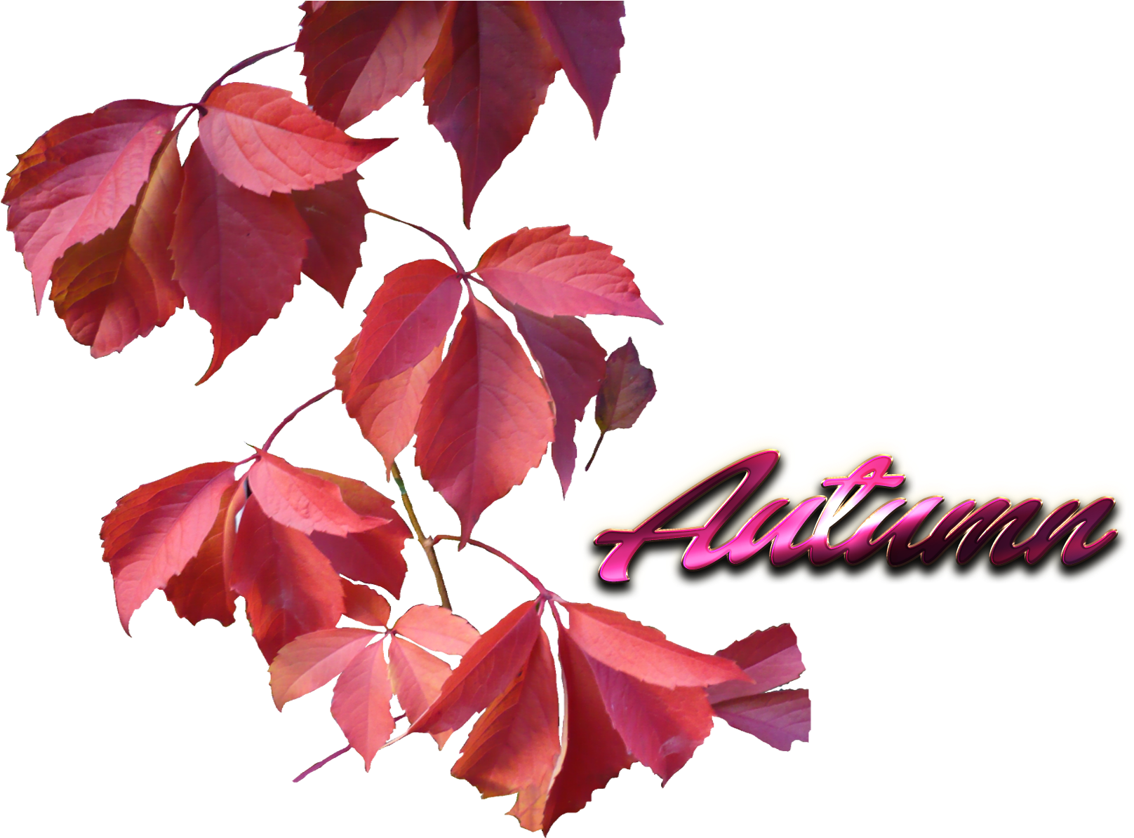 Autumn Leaves Graphic