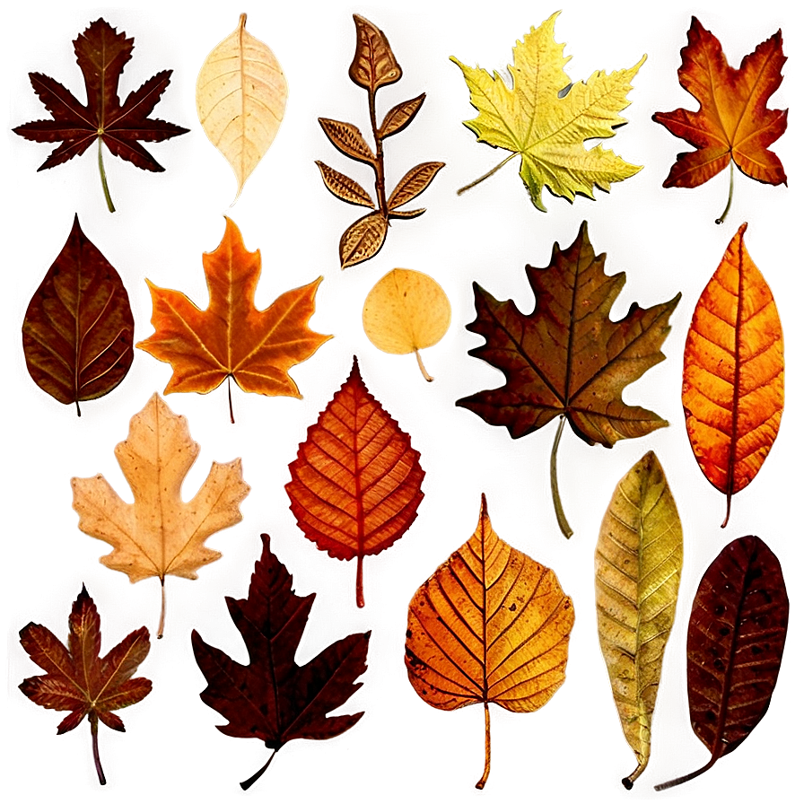 Autumn Leaves Overlay Png Qtk