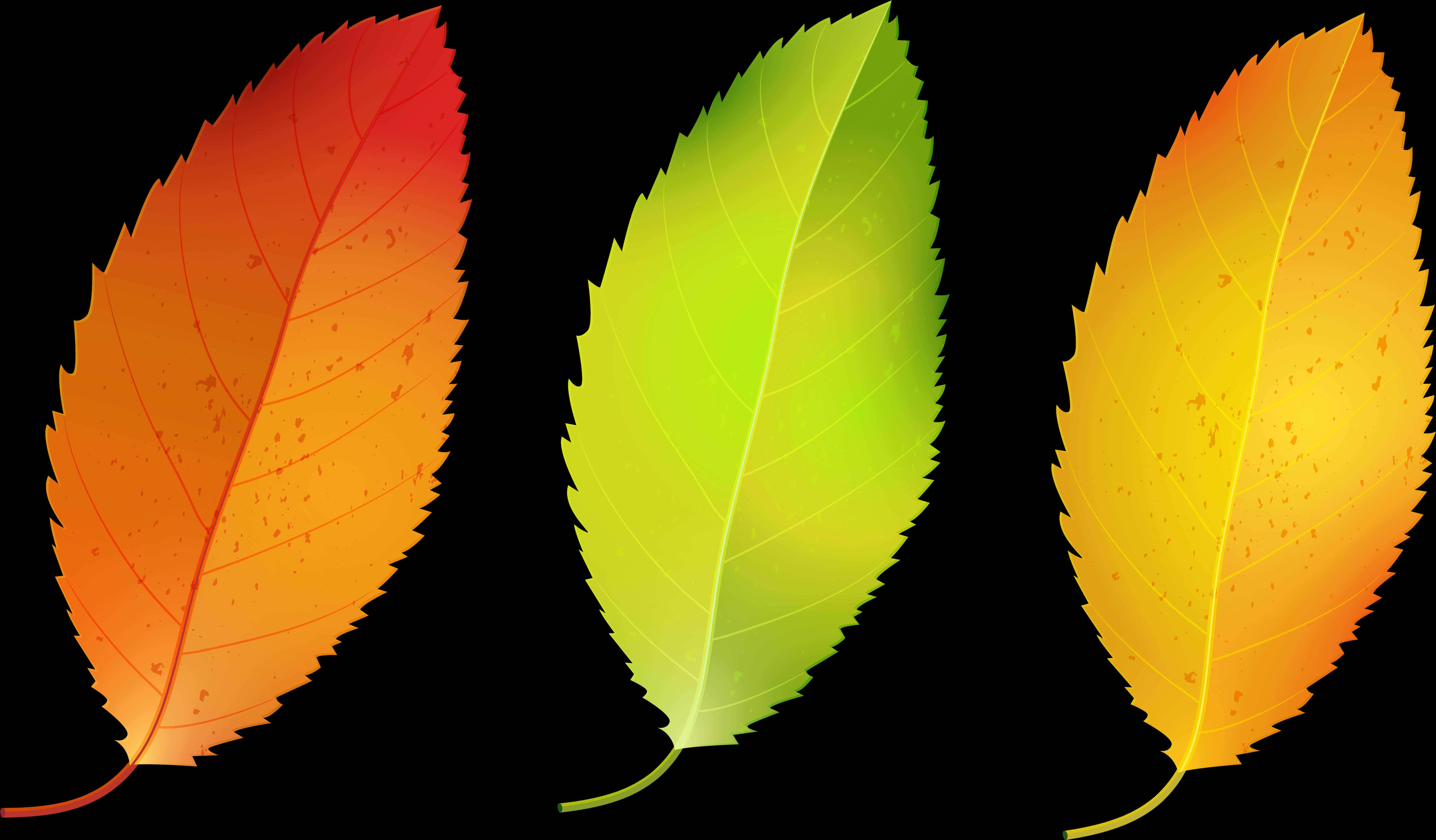 Autumn_ Leaves_ Transition PNG with transparent background