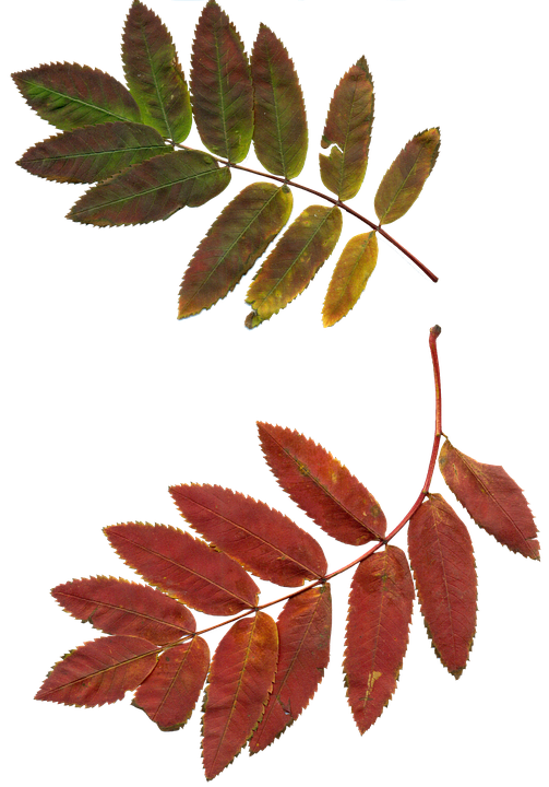 Autumn Leaves Transition PNG with transparent background