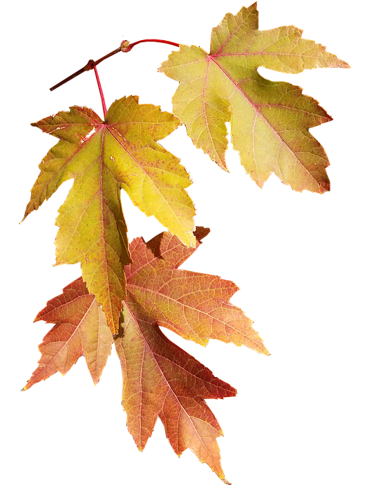 Autumn Leaves Transparent Background PNG with transparent background