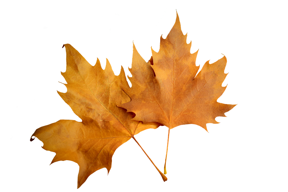 Autumn Leaves Transparent Background