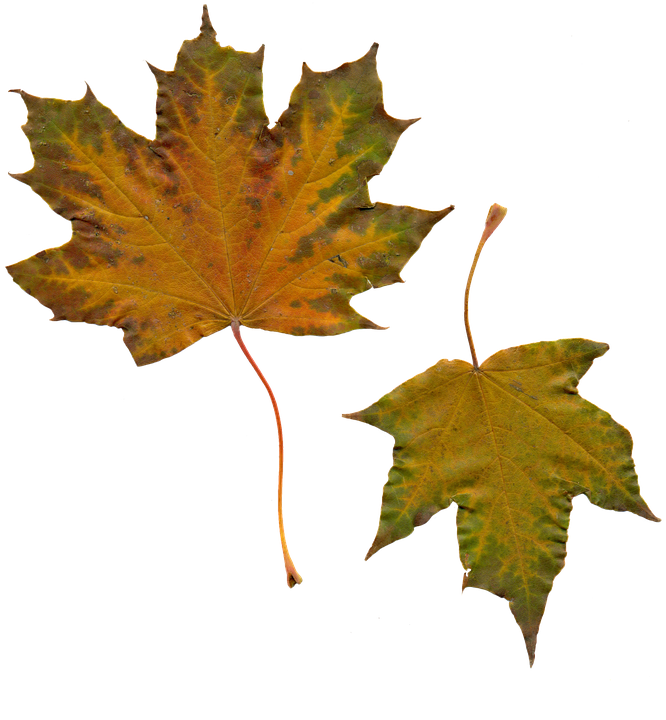 Autumn Leaves Transparent Background PNG with transparent background