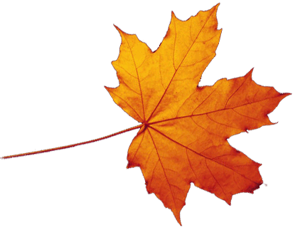 Autumn Maple Leaf Falling