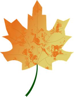 Autumn Maple Leaf Illustration PNG with transparent background