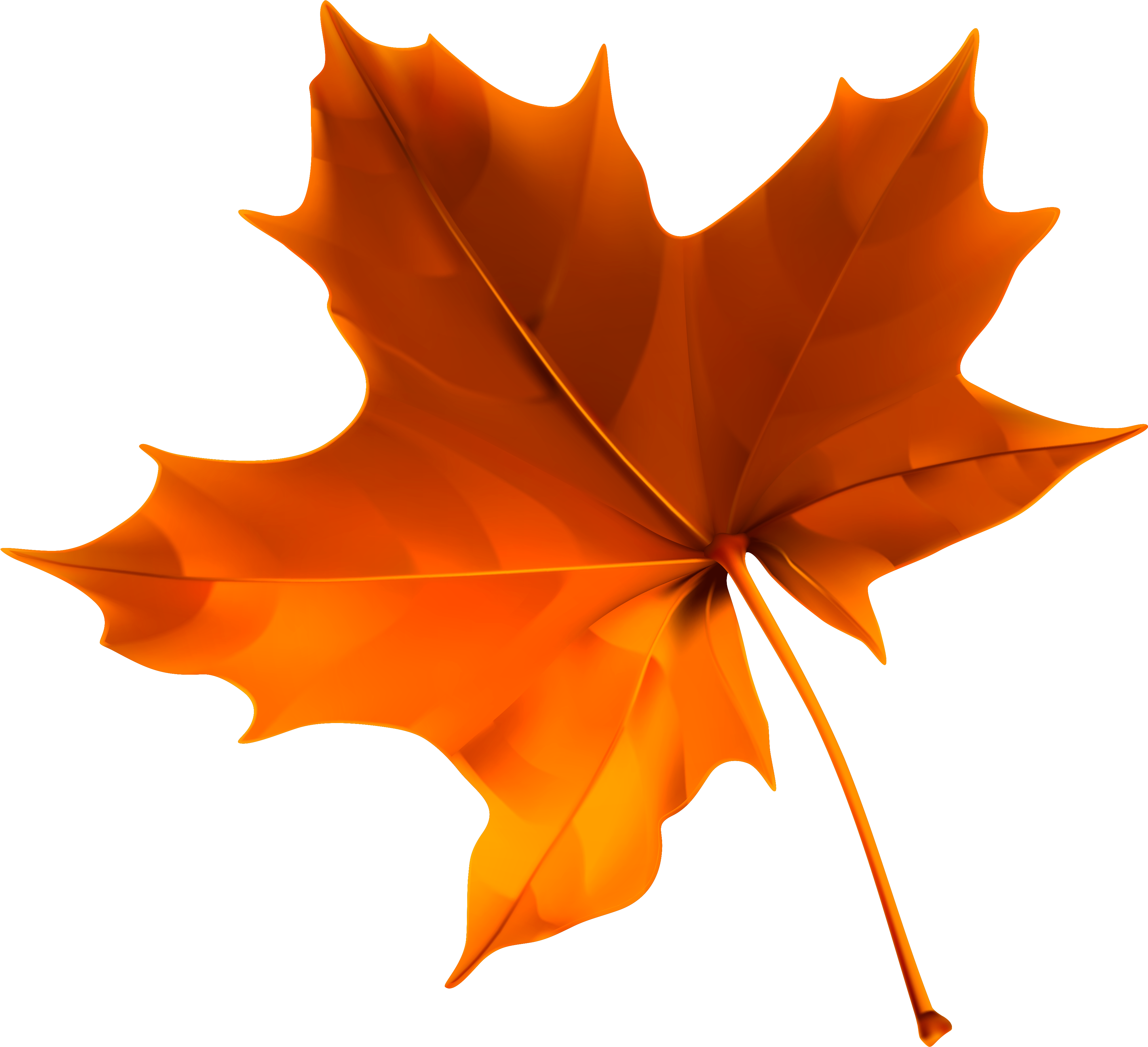 Autumn Maple Leaf Isolated