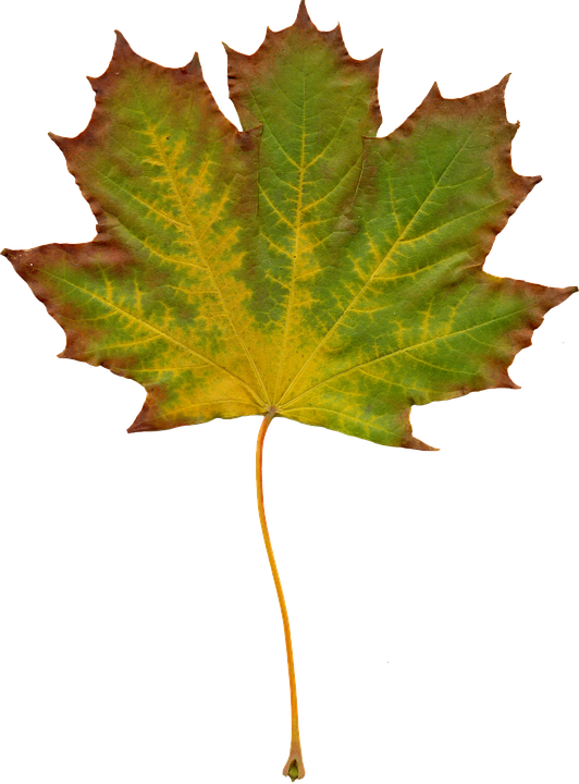 Autumn Maple Leaf Texture PNG with transparent background