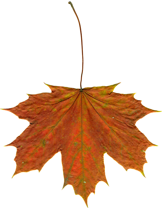 Autumn Maple Leaf Texture PNG with transparent background