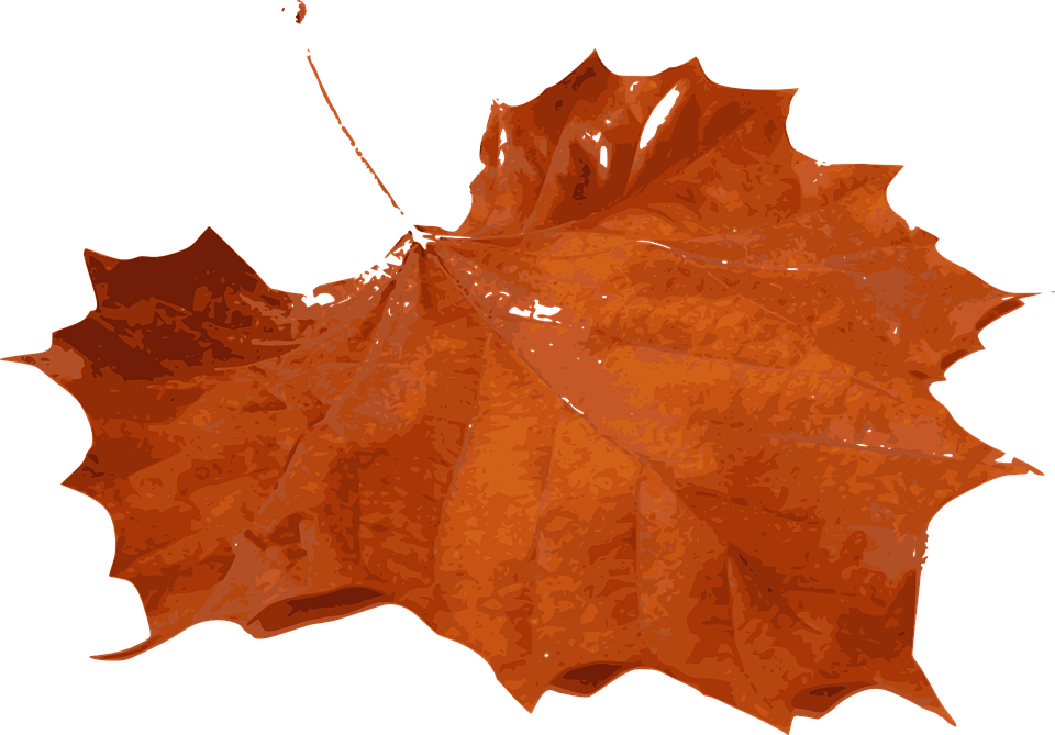 5 Png - Fall Leaf, Transparent Png PNG with transparent background