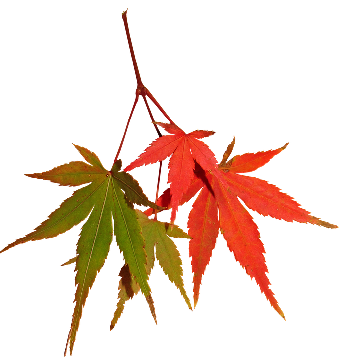 Autumn Maple Leaves Contrast PNG with transparent background