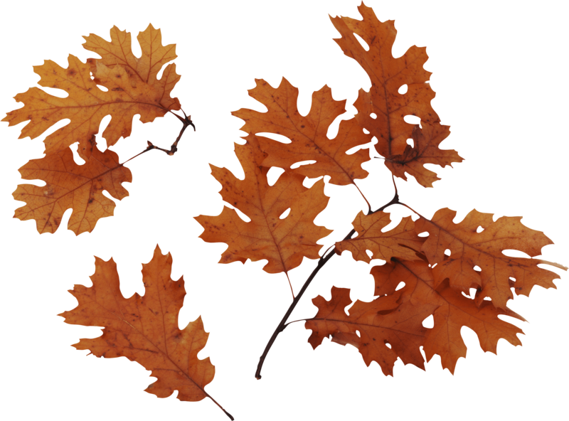 Autumn Oak Leaves Blue Background