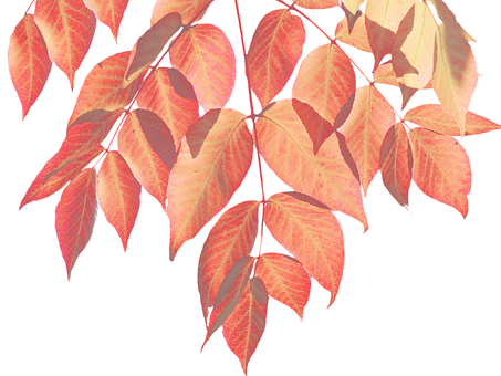 Autumn Red Leaves Black Background PNG with transparent background