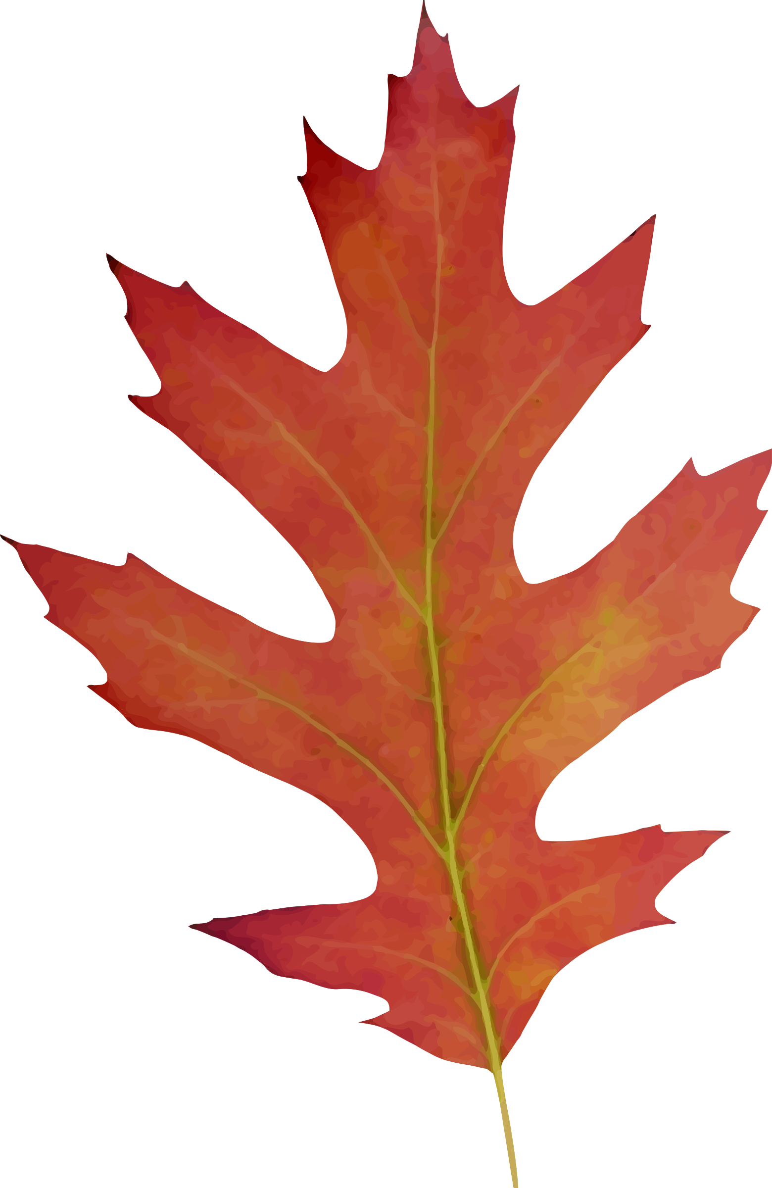 Autumn Red Oak Leaf