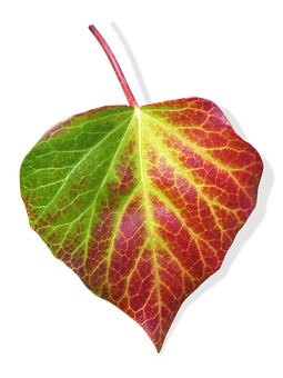 Autumn Transition Leaf PNG with transparent background