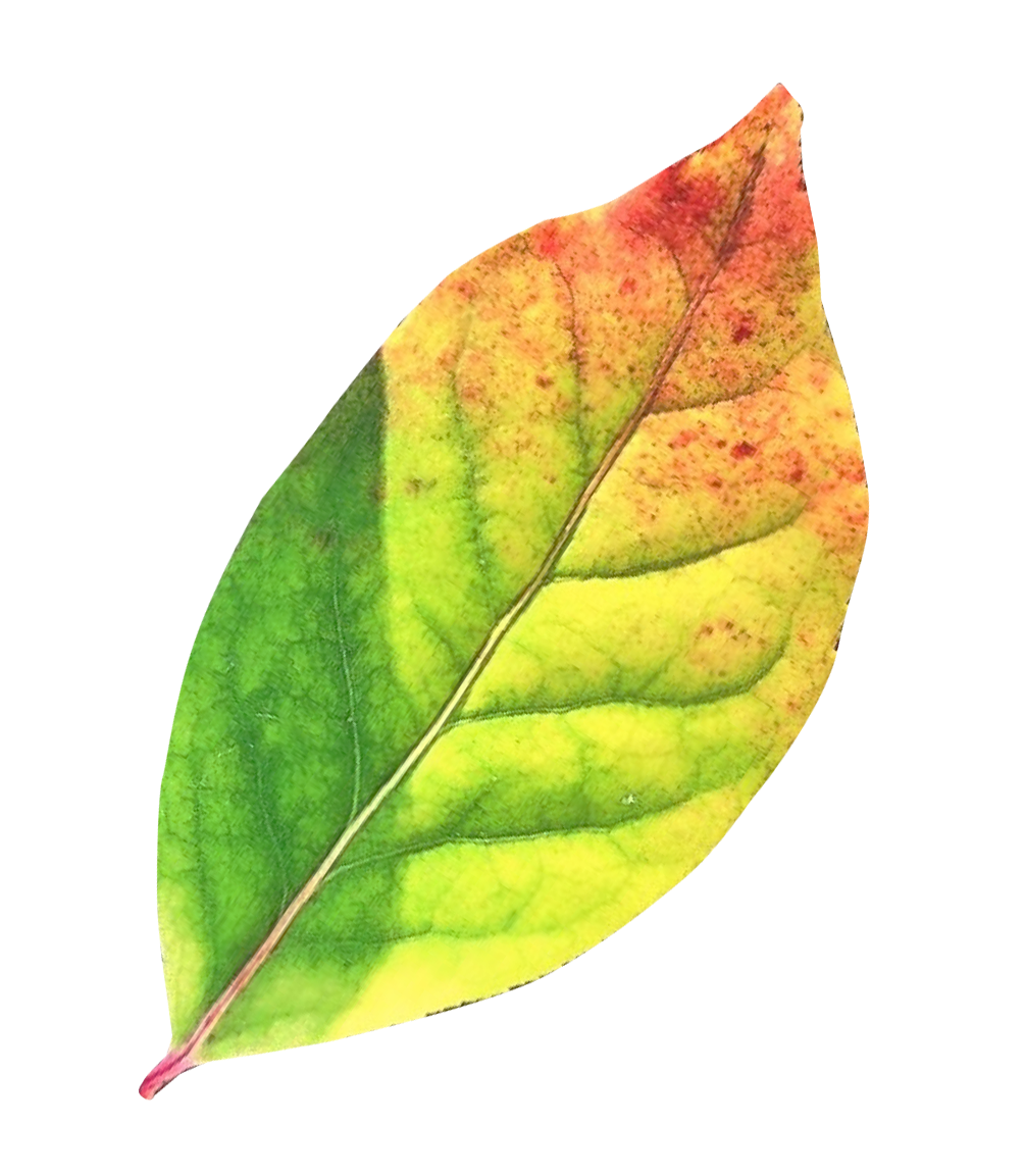 Autumn Transition Leaf.png