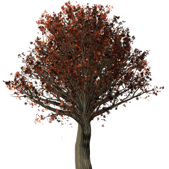Autumn Tree Black Background PNG with transparent background