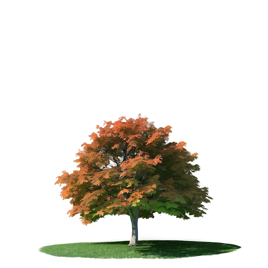 Autumn Tree Elevation Png 56