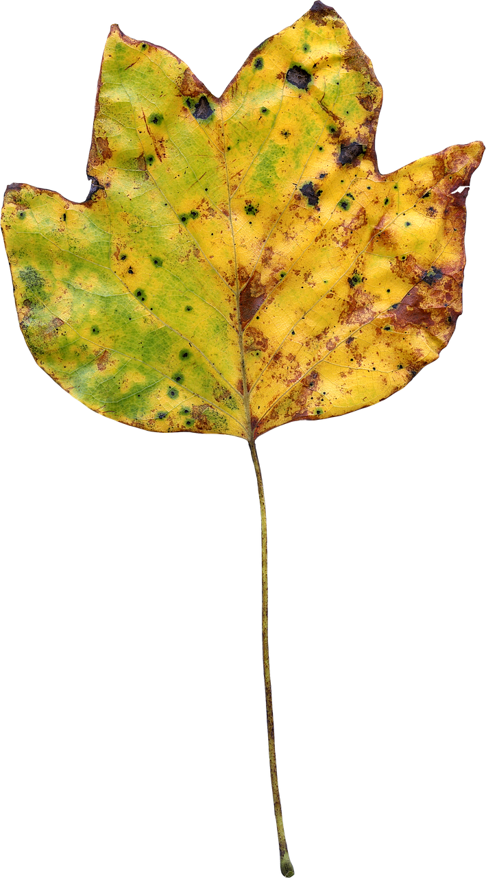 Autumn Tulip Poplar Leaf PNG with transparent background