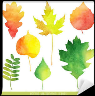 Autumn Watercolor Leaves Collection PNG with transparent background