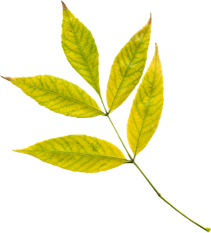 Autumn Yellow Leaf Black Background PNG with transparent background