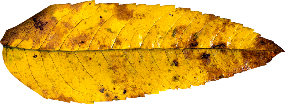 Autumn Yellow Leaf Texture PNG with transparent background