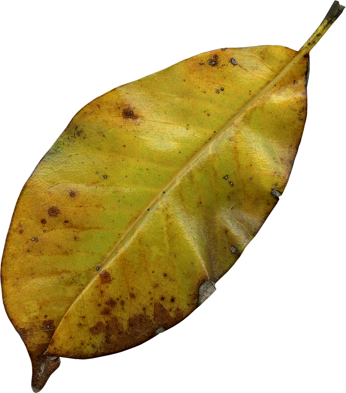 Autumn Yellow Leaf Texture PNG with transparent background