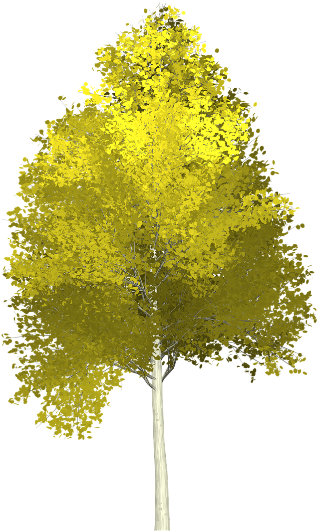 Autumn Yellow Tree Isolated