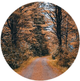 Autumnal Forest Path.jpg