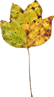 Autumnal Tulip Poplar Leaf PNG with transparent background