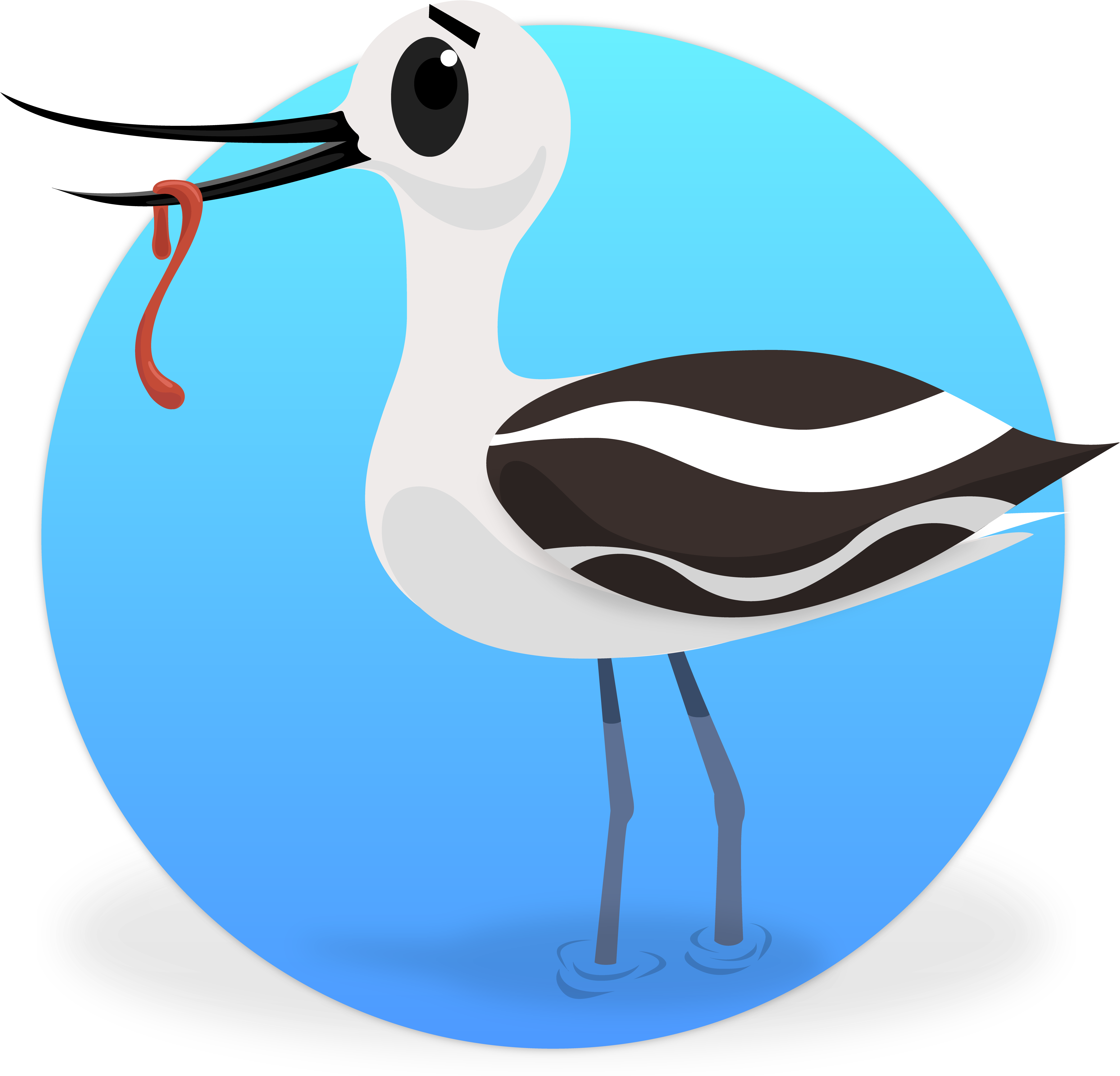 Avocet_with_ Worm_ Illustration