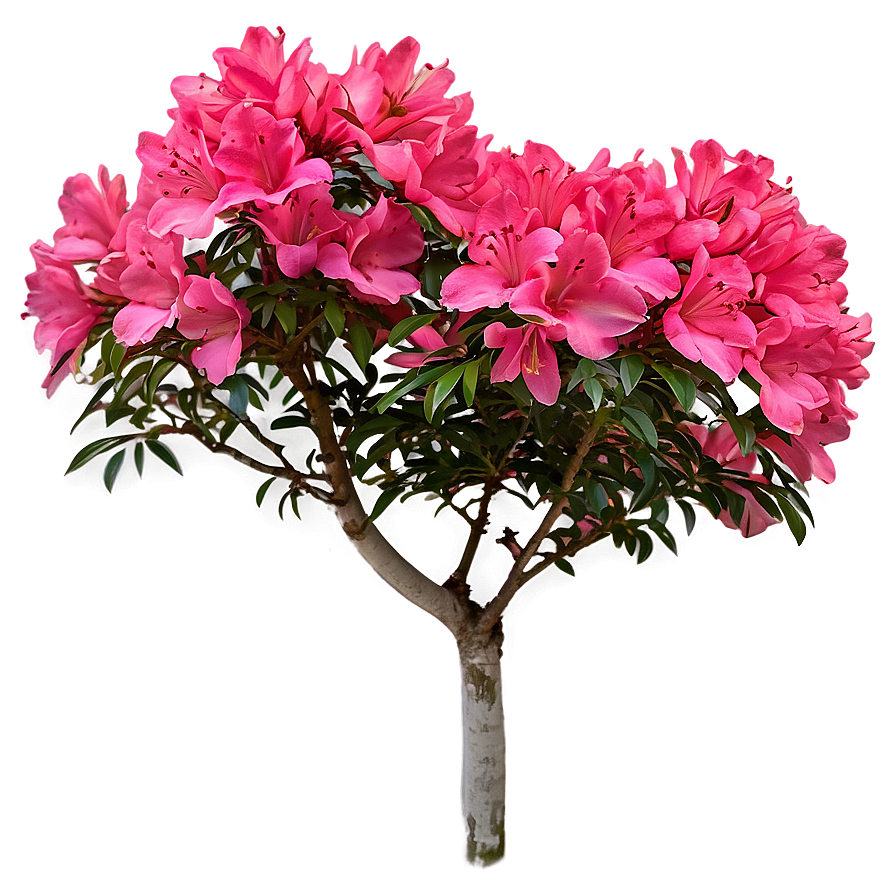 Azalea Flower Bush Png 4