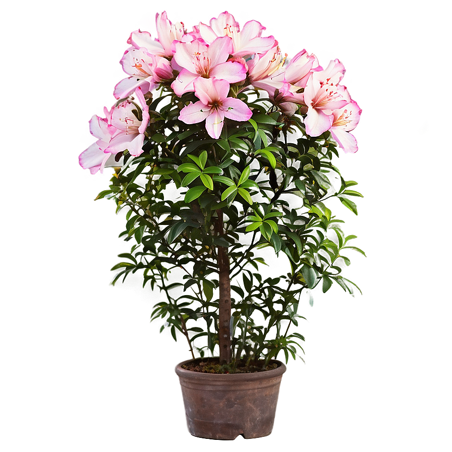 Azalea Flower Bush Png Fvf23