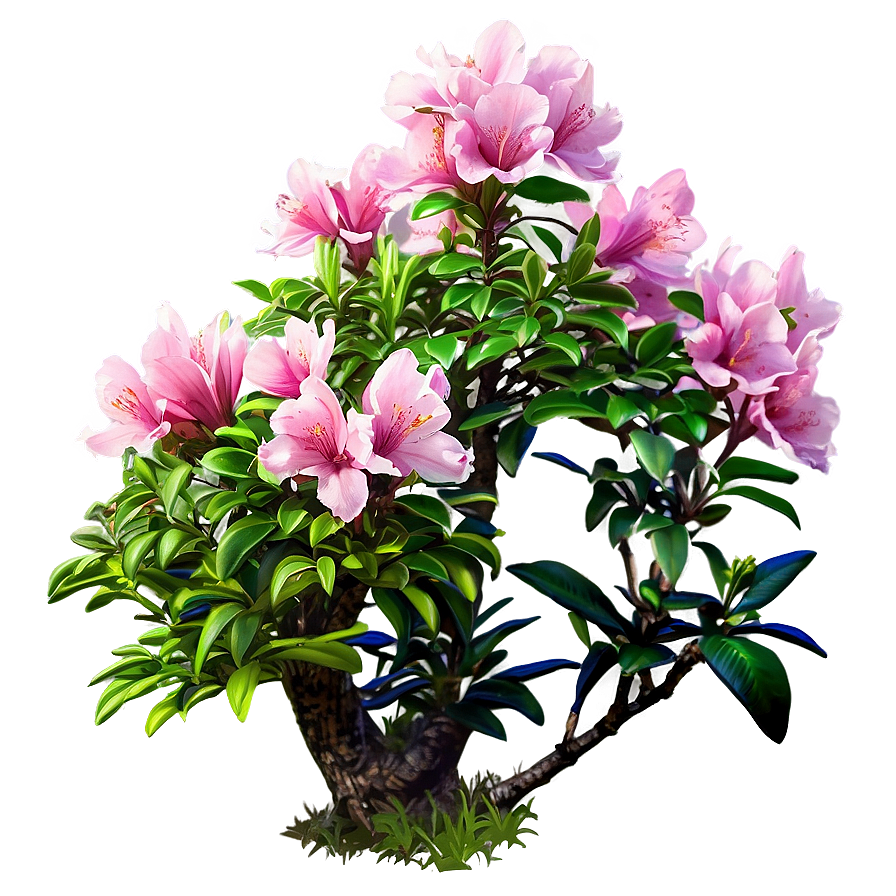 Azalea Flower Bush Png Oxx