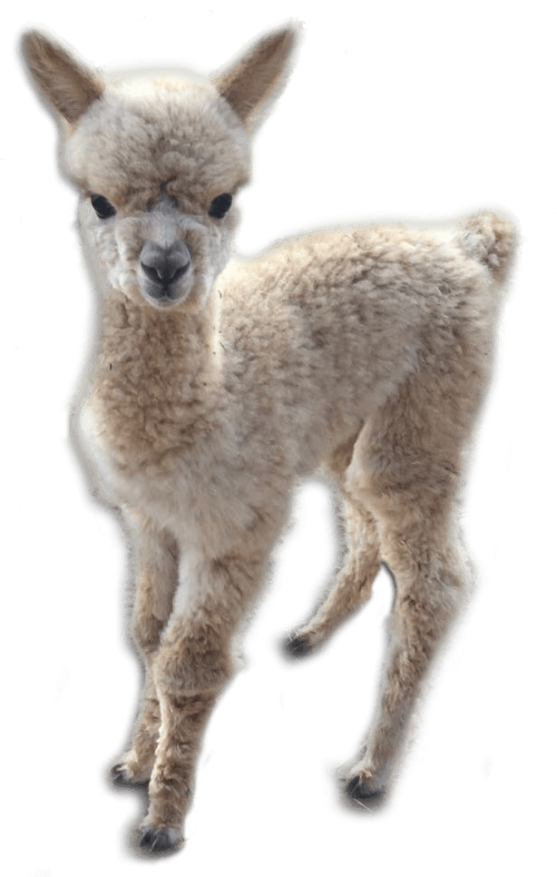 Baby Alpaca Standing Cutout.png PNG image with a transparent background, free high-resolution download