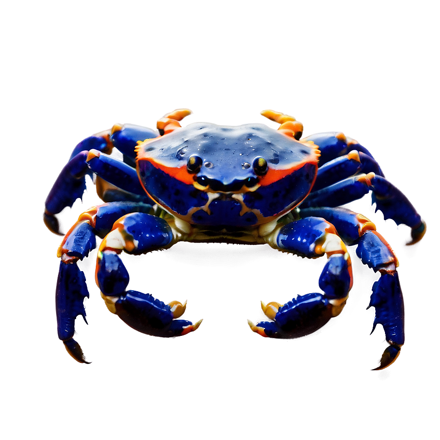 Baby Crab Png 05232024