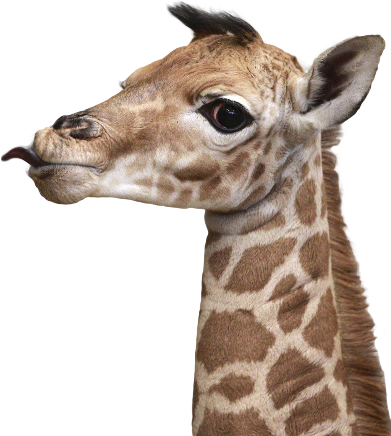 Baby Giraffe Portrait