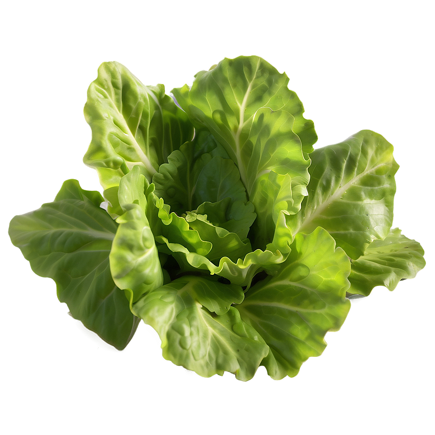 Baby Lettuce Leaves Png Jyn57