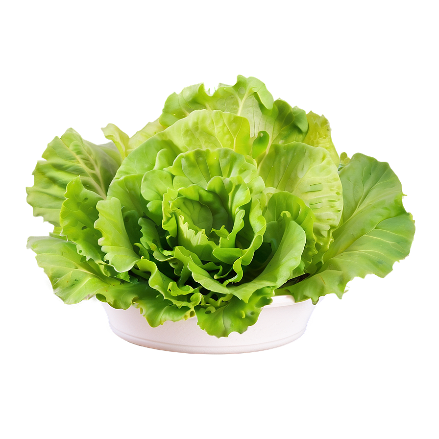 Baby Lettuce Leaves Png Vgc29